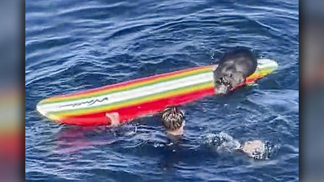 Sea Otter vs Surfers 