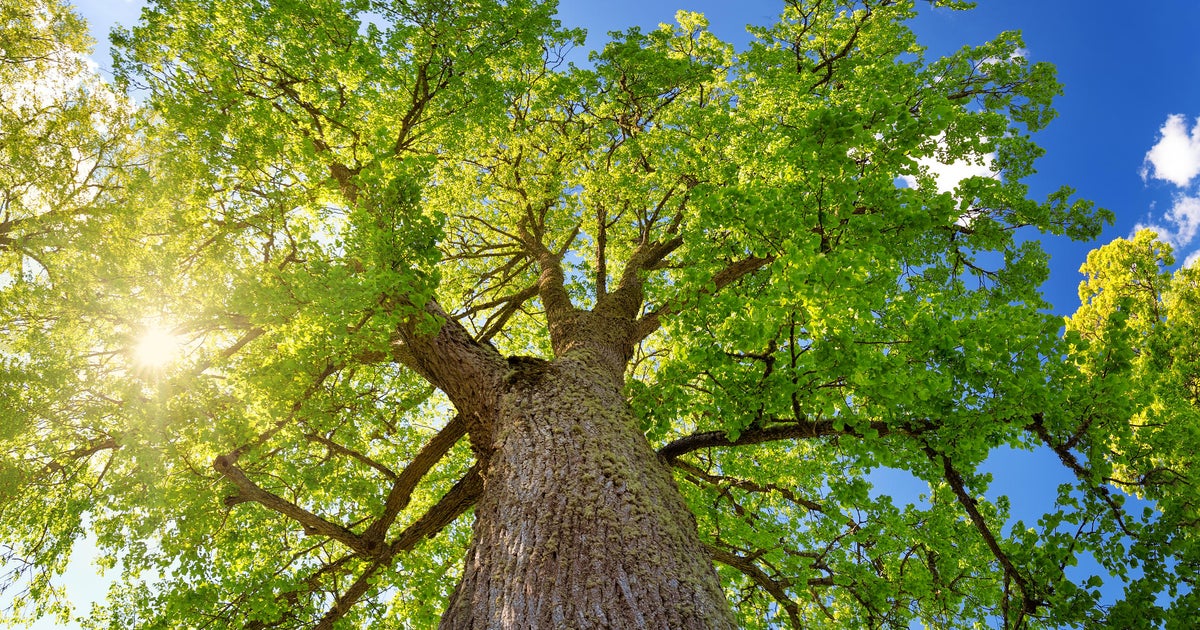 More shade coming to California schools in anticipation of extreme heat