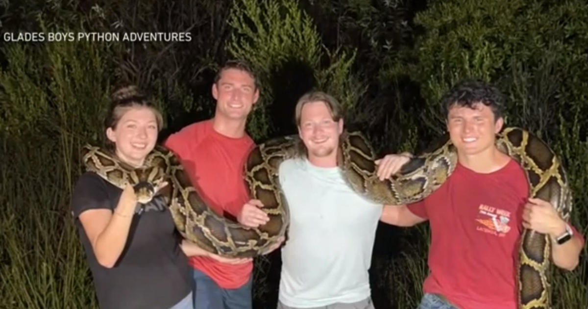 File 19 foot python captured in SW Florida by 1st time hunters