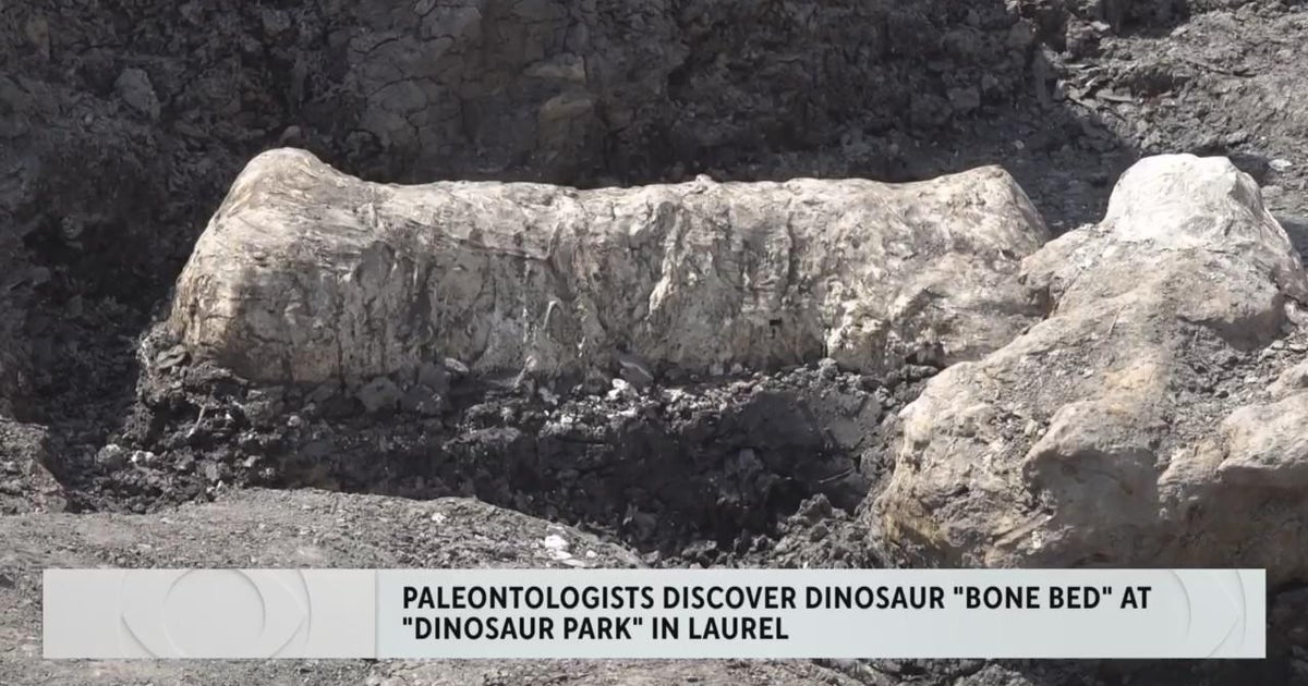 Rare dinosaur fossils found in Maryland bone bed - CBS Baltimore