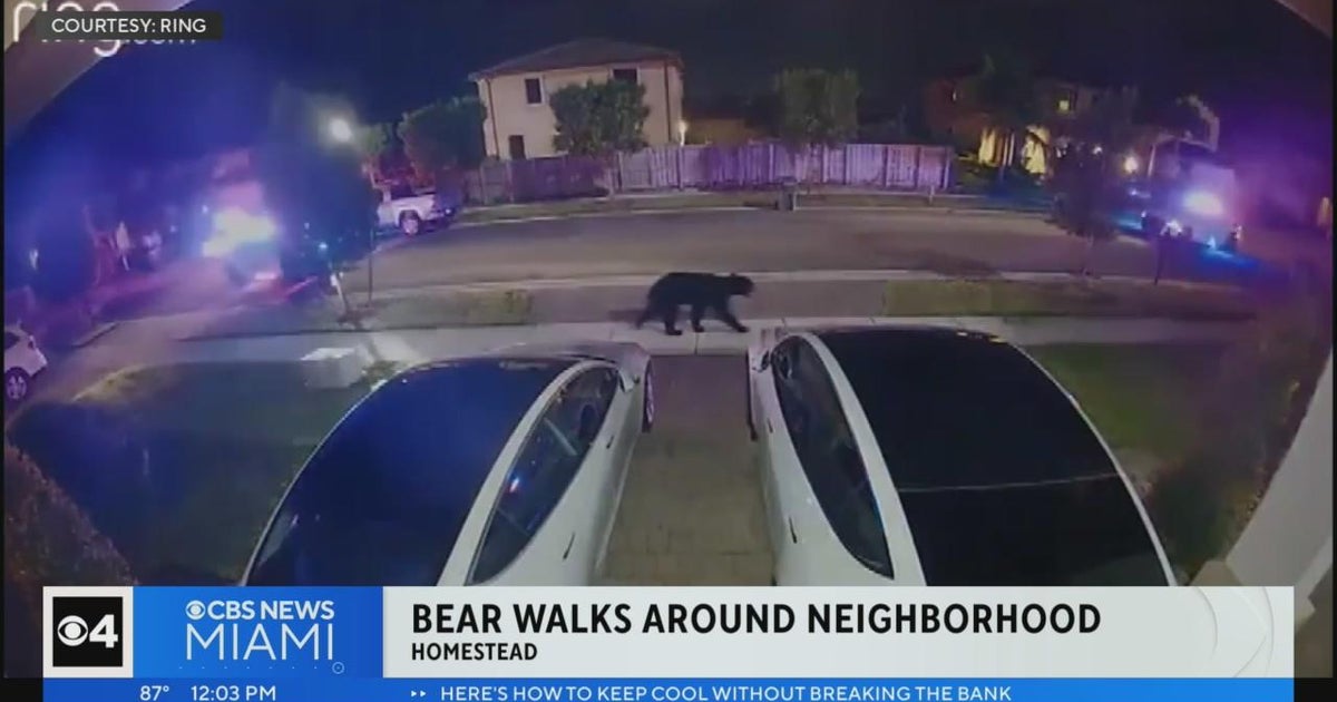 Caught On Digital camera: Bear roaming Homestead neighborhoods Caught On Digital camera: Bear roaming Homestead neighborhoods