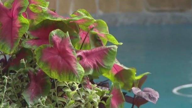 Gardening 101: Brighten up your poolside this summer