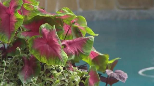 Gardening 101: Brighten up your poolside this summer 