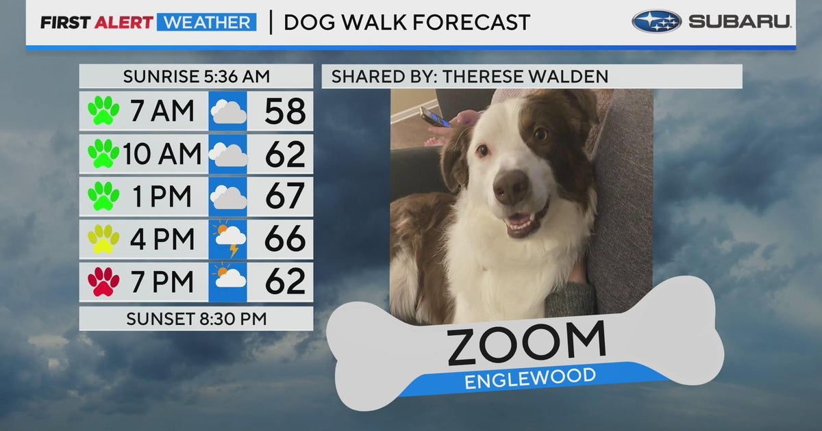 Zoom joins Dog Walk Forecast - CBS Colorado