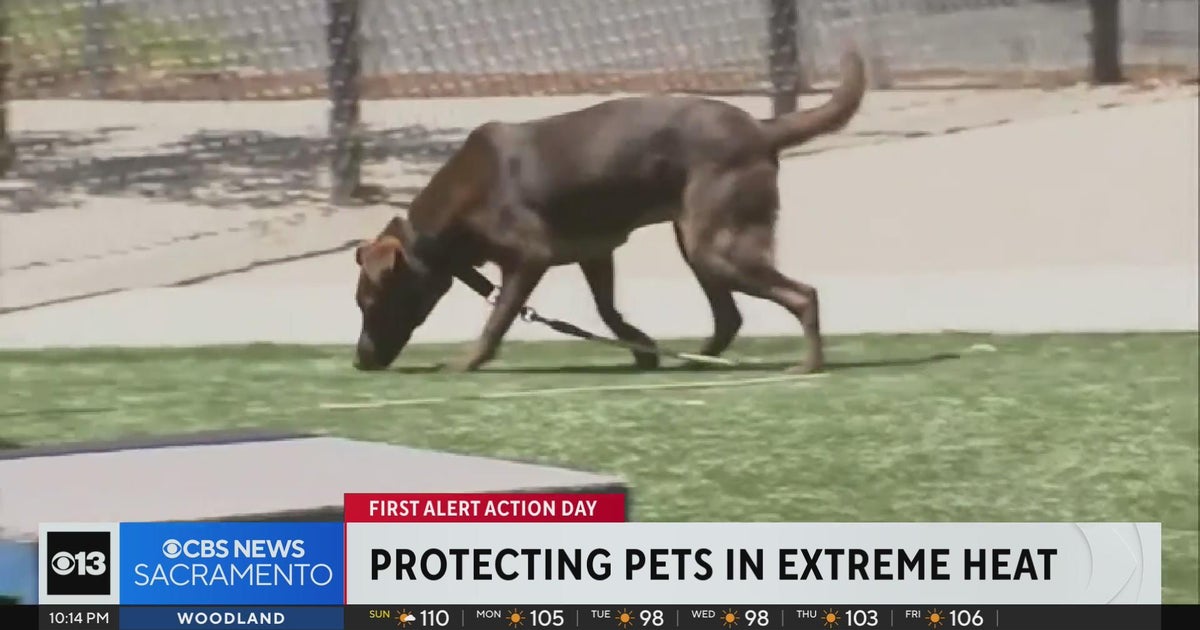 How to protect your pets in extreme heat