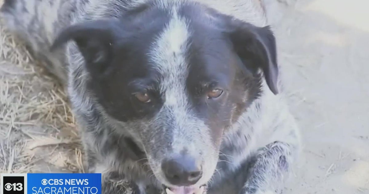 Heatrelated illness in pets Here's what experts say to watch for CBS Sacramento