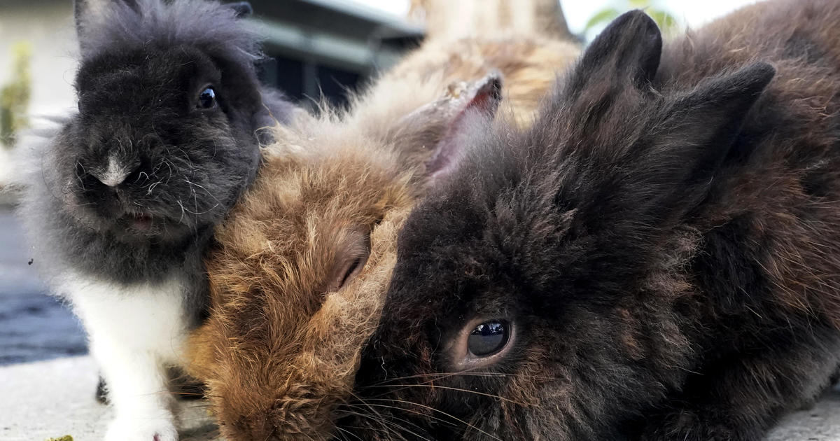 Florida community hopping with dozens of rabbits in need of rescue