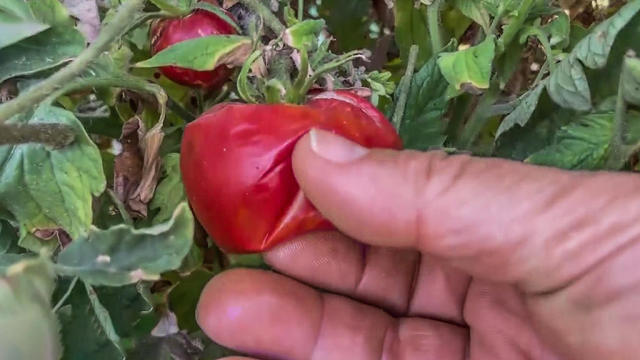 Drought Shriveled Tomato on the Vine 