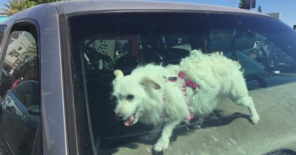 In Sacramentos high heat dogs left in cars to be treated as emergencies In Sacramentos high heat dogs left in cars to be treated as emergencies