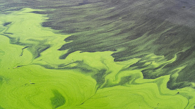 Full frame abstract green natural background made by Algal bloom 