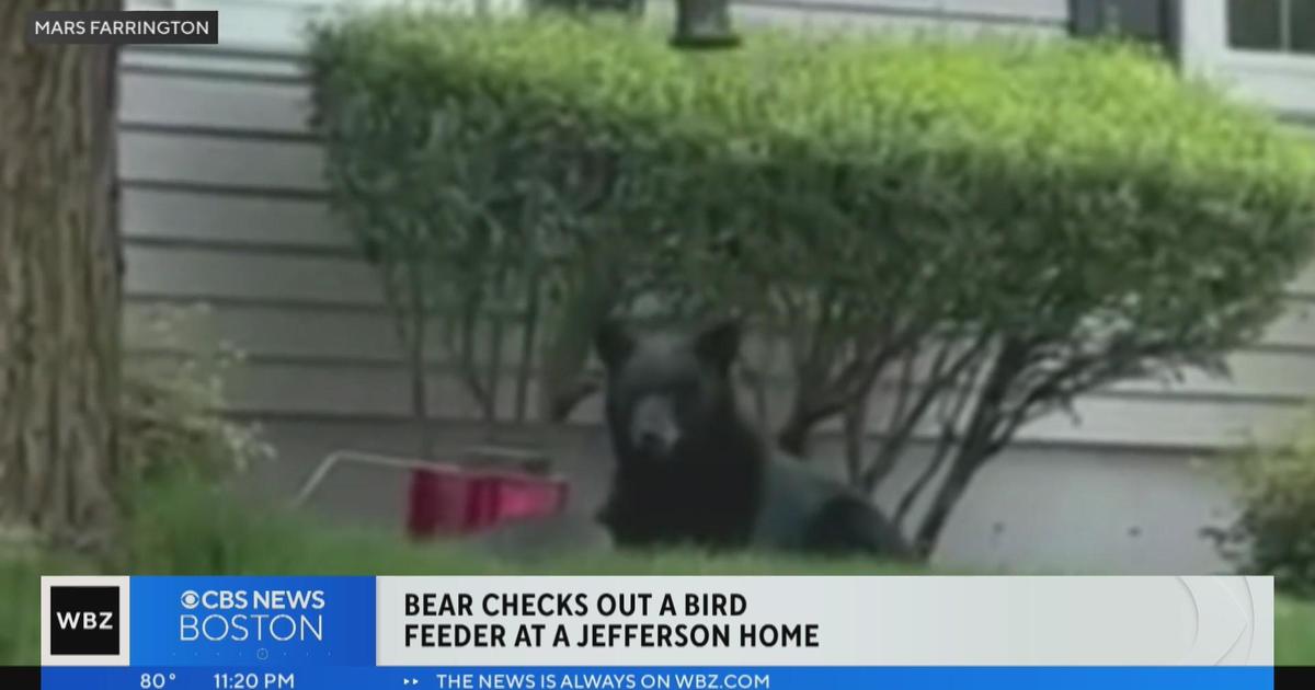 Bear checks out a bird feeder at Jefferson home