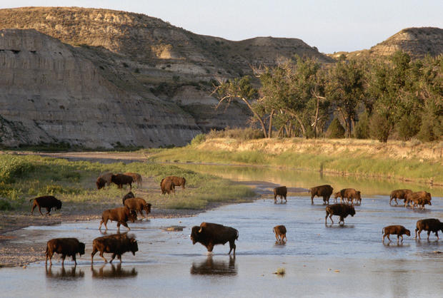 Bison Wading in River 