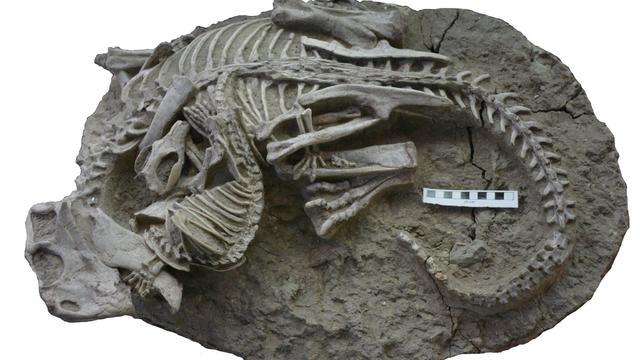 rare-fossil1-2048x1365.jpg 
