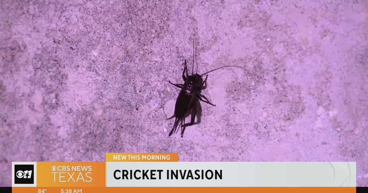 What's with the cricket invasion? We asked experts CBS Texas