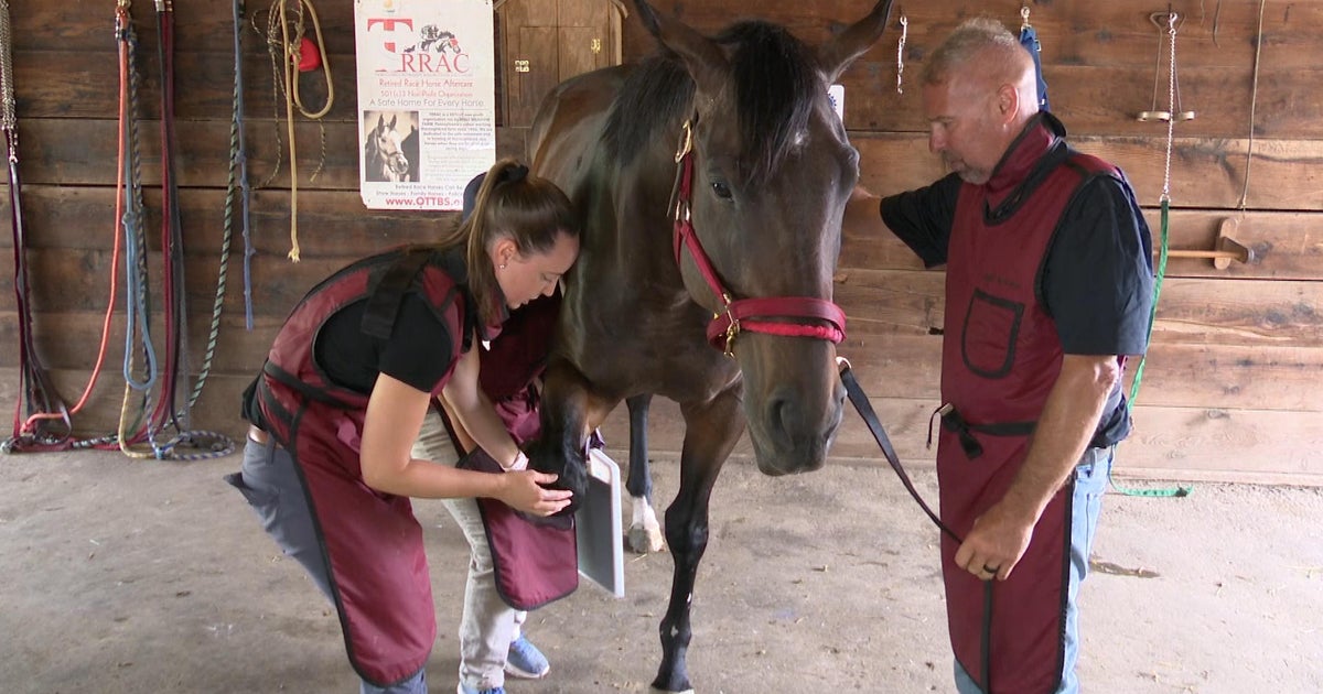 Chester County farm helps retired racehorses find a new life - Vimarsana News