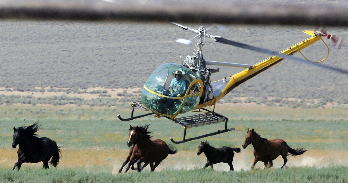 11 horses die in "barbaric" roundup in Nevada caught on video, showing animals with broken necks