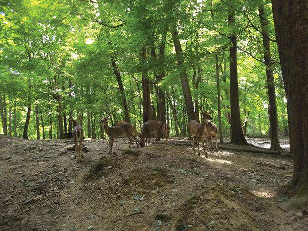 pymatuning-deer-park-photo-credit-robert-prindle.jpg 