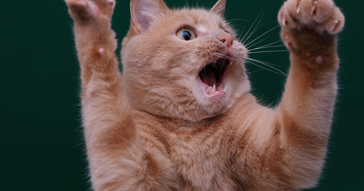 Owings Mills cat tests positive for rabies, alarming health officials