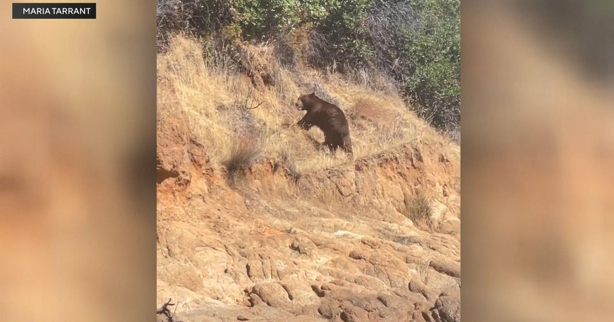 Police department inundated with 911 calls for bear sightings: Why more bears on the move
