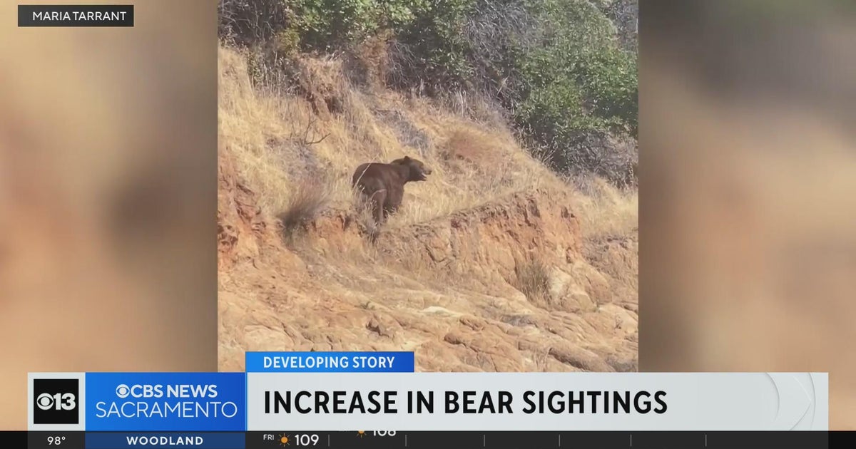 Bears in California are being seen more in lower elevation areas CBS