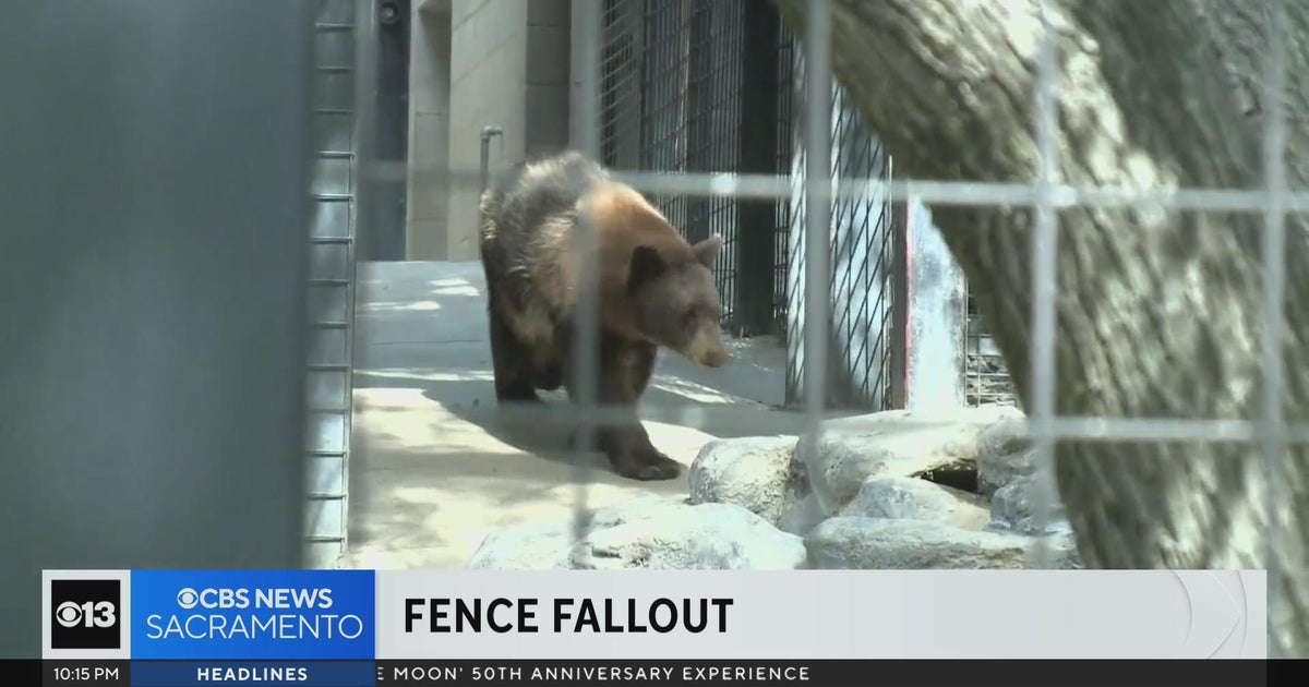 Folsom City Zoo faces steep fines, expensive fix over fence feds say is too short