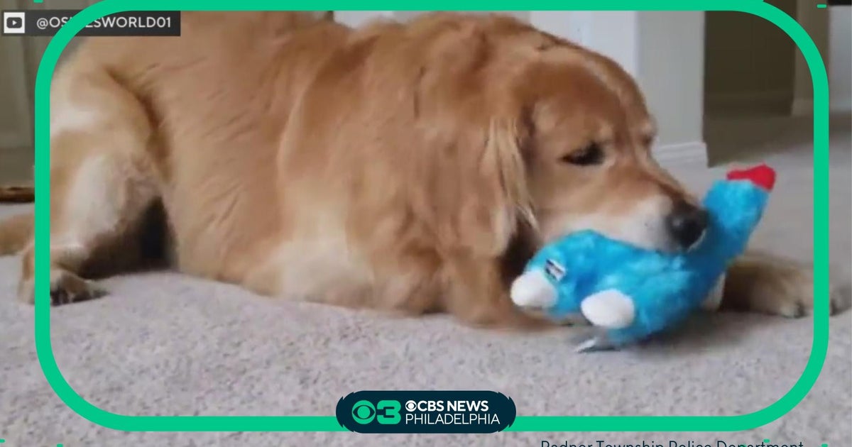 Pet Project Why dogs love toys with squeakers and tear them apart