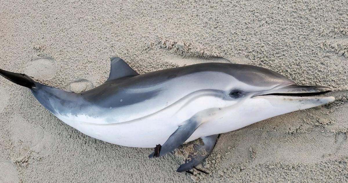 Young dolphin that had just learned to live without its mother