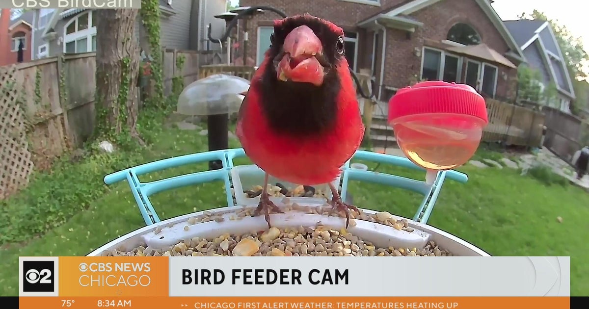 Ed's Bird Feeder Cam live on The Stream CBS Chicago