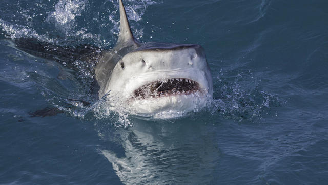 Tiger Shark attack at the surface with mouth open 
