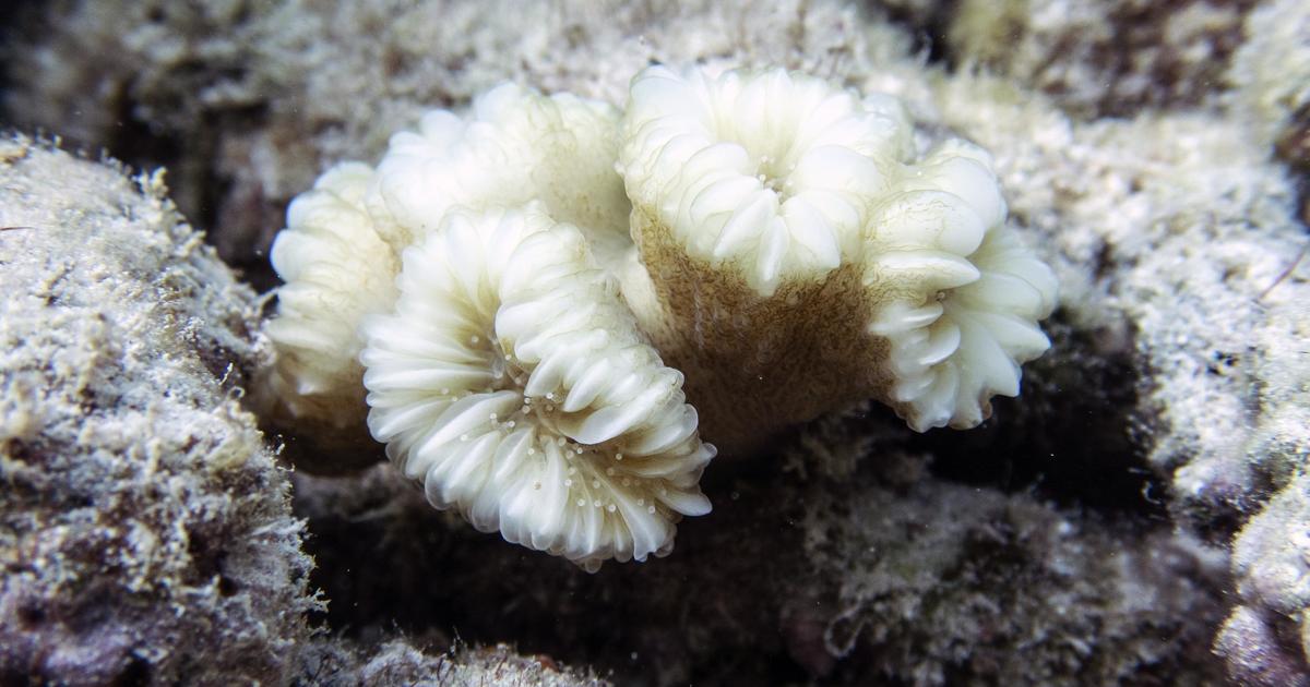 100% coral mortality found in coral reef restoration site off Florida as  ocean temperatures soar - CBS News