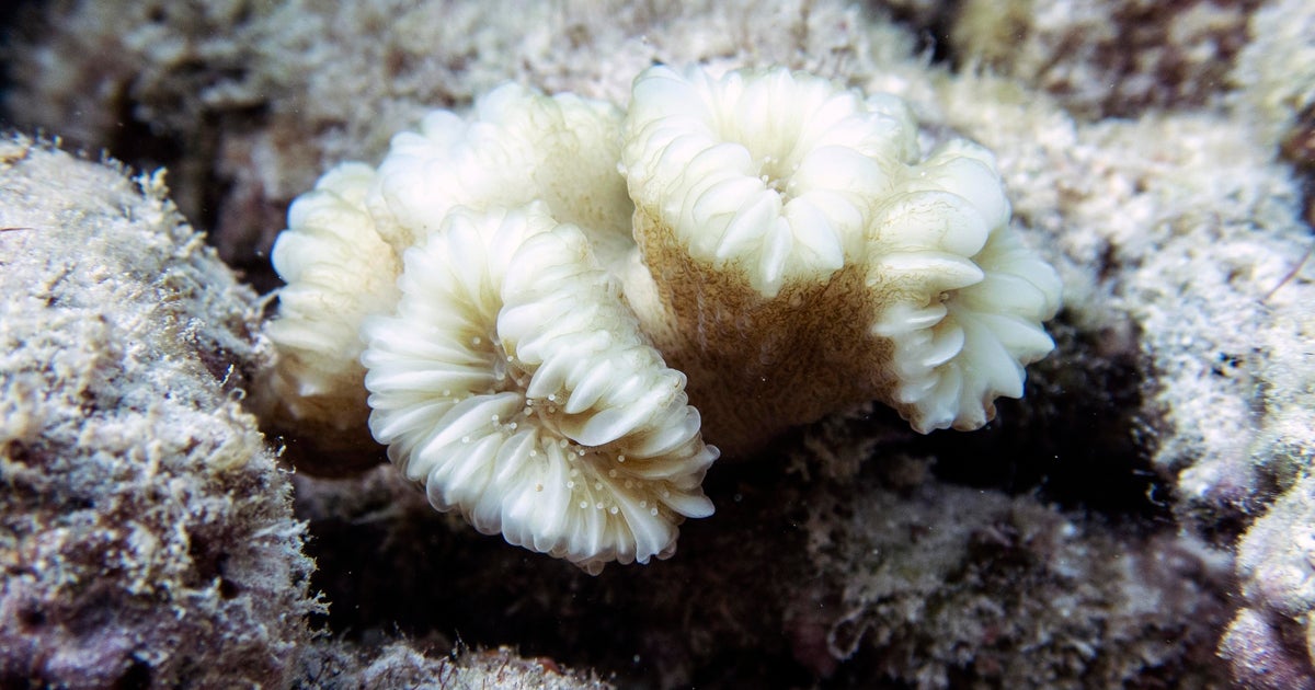 South Florida scientists look to breeding corals to help save reefs South Florida scientists look to breeding corals to help save reefs
