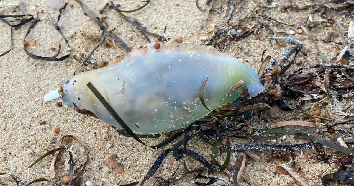 Portuguese man o' war spotted in Marion, prompting warning for Buzzards ...