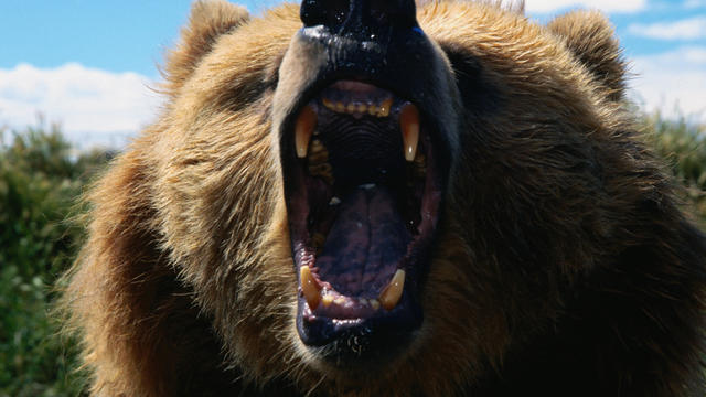 Roaring Grizzly Bear (Ursus arctos), United States of America 