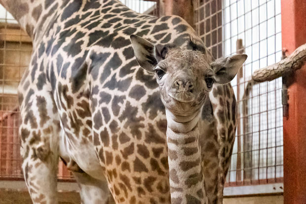 babygiraffe-2-credit-zoo-new-england.jpg 