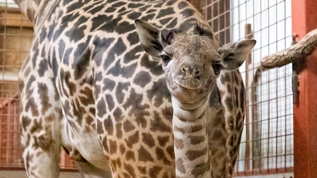 babygiraffe-2-credit-zoo-new-england.jpg 