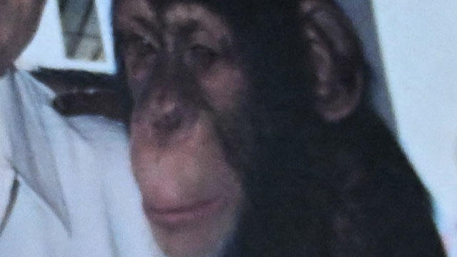 Pancho the chimpanzee is seen in a photo taken when the ape was at a circus. 