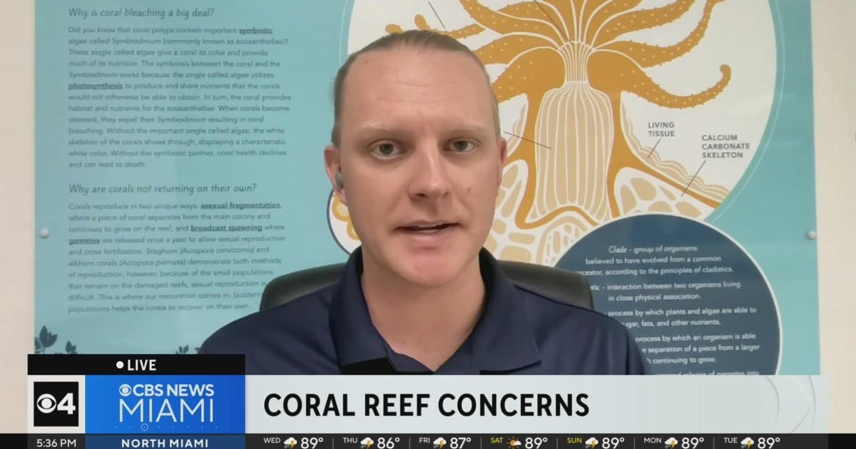 What is happening in the coral reefs? CBS Miami(04)