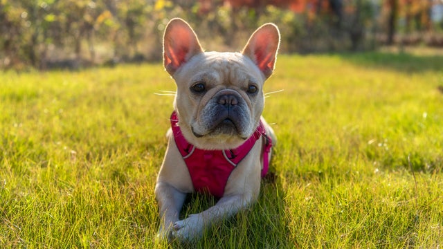 French bulldog 