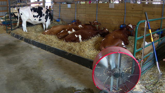 Anoka County Fair, excessive heat, cows 
