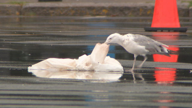 Seagulls 