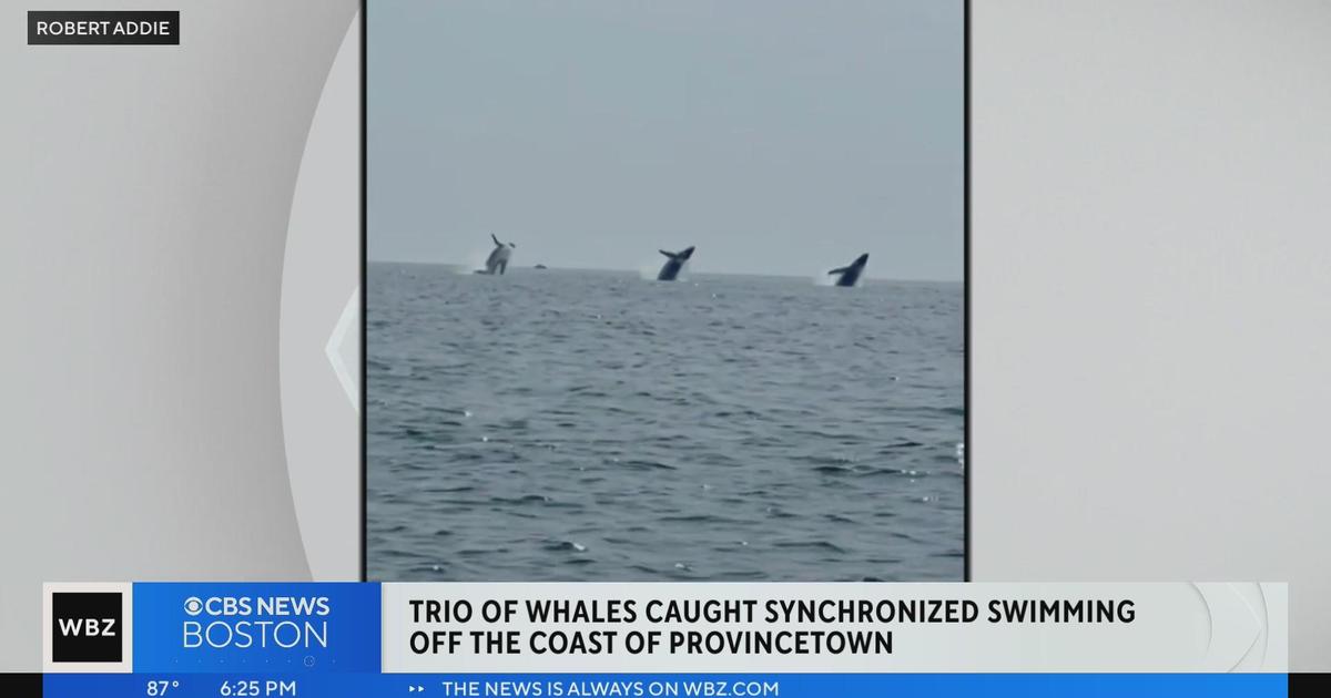 Video shows 3 whales launching into synchronized jump off Cape Cod ...