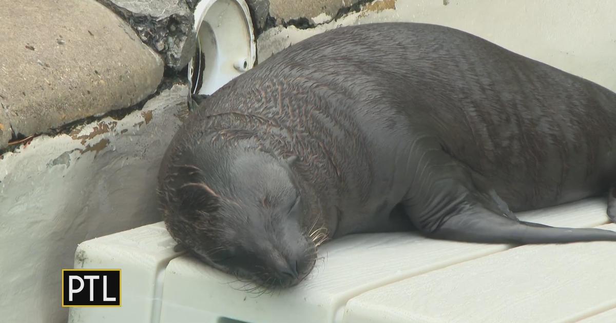 Baby sea lion naps at the Pittsburgh Zoo & Aquarium - CBS Pittsburgh