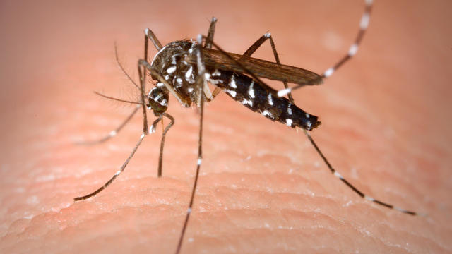 Aedes albopictus female mosquito 