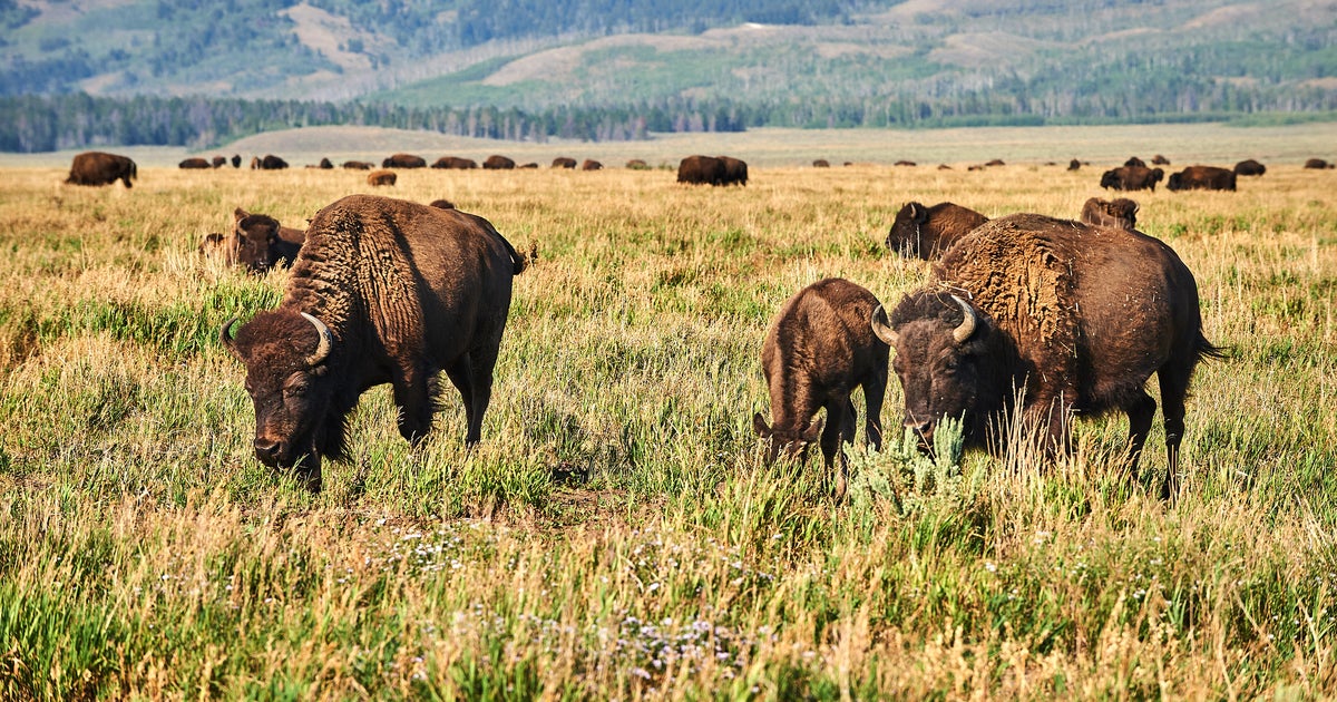 NPS çok yaklaştıktan sonra Yellowstone Milli Parkı'nda Bison tarafından Galandı, diyor NPS