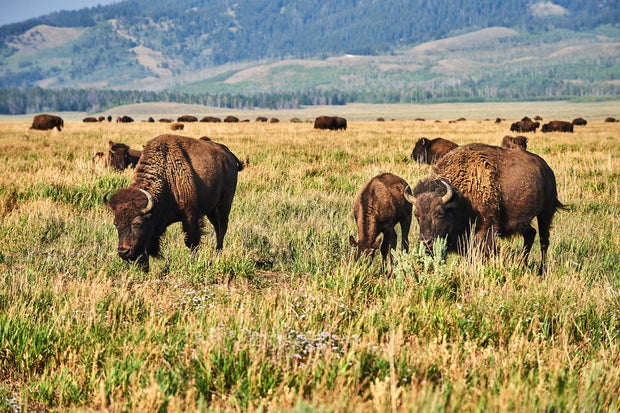 Bison Herd at Grass, Yellowstone National Park, USA 
