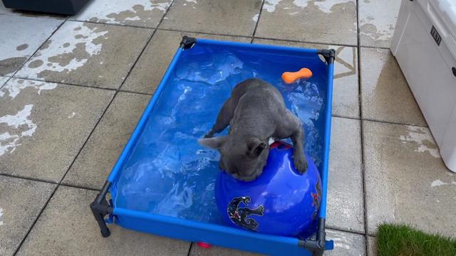 A Frenchie dog plays with a ball in a small pet pool. 