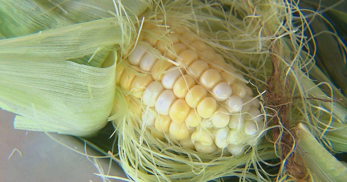 Worms cut into Olathe sweet corn production CBS Colorado