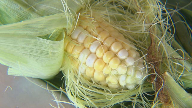 sweet-corn-worm-infestation-10pkg-transfer-frame-1054.jpg 