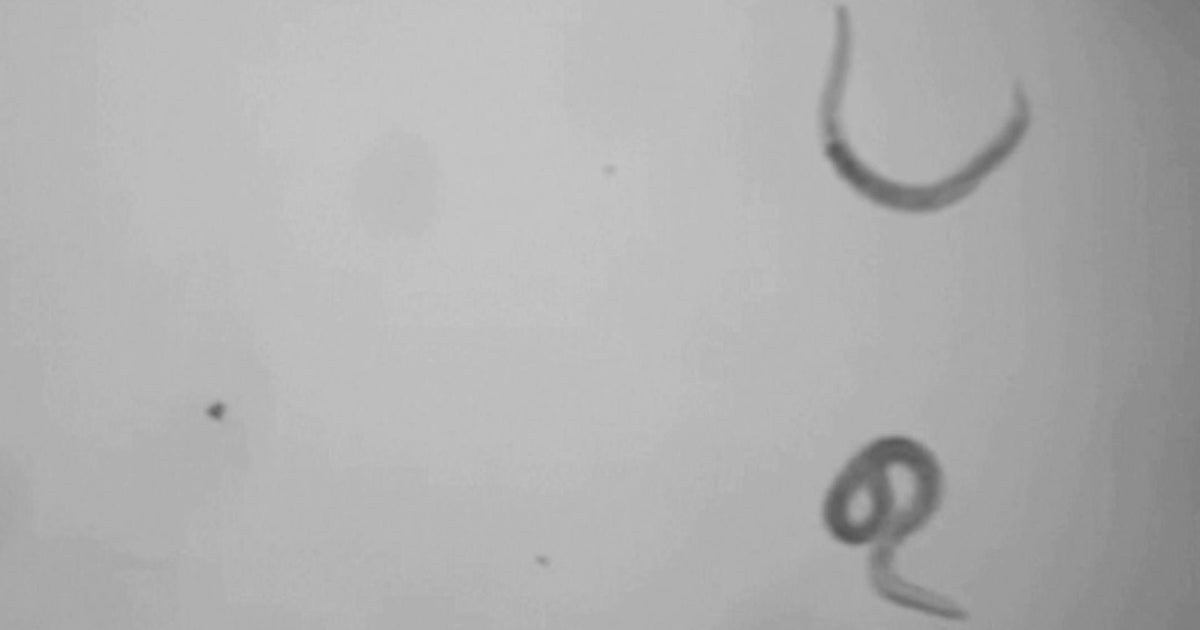 Ancient worms revived after 46,000 years in the Siberian permafrost - CBS News