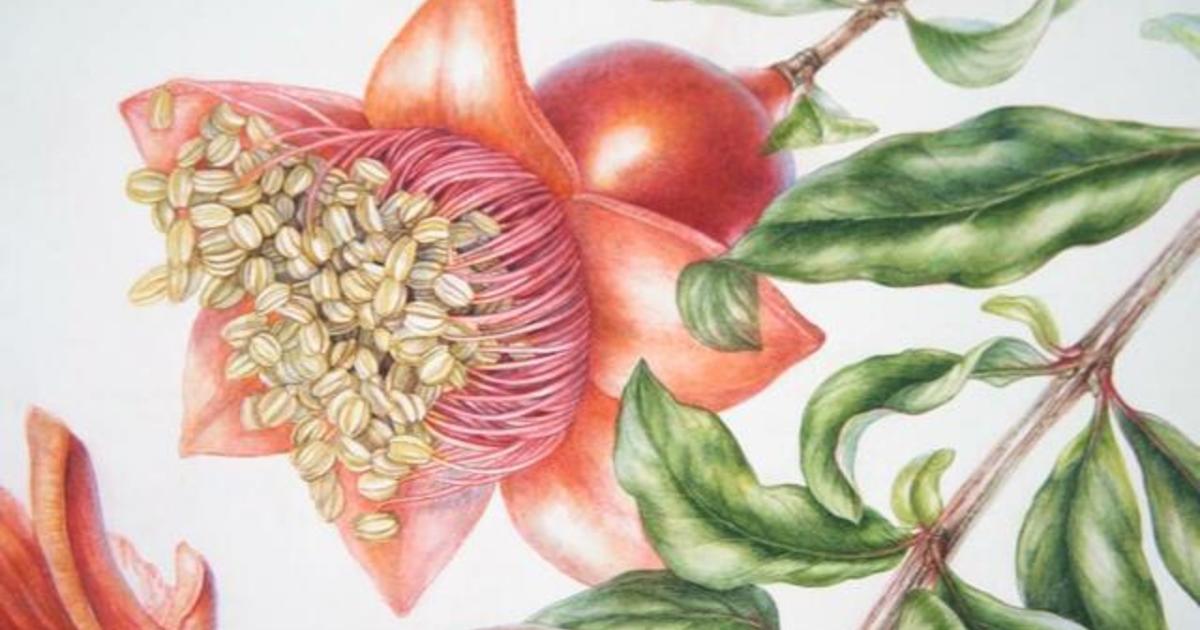 New book “Plants of the Qur’an” focuses on ancient flora